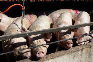 Estado bate recorde de produção de carne de frango, suína e bovina
