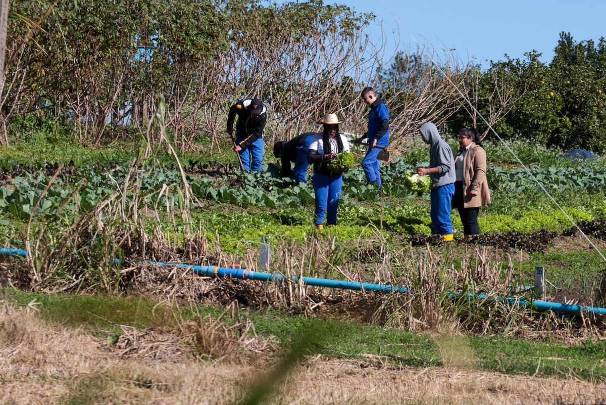 Cooperativas-escola modernizam ensino agrícola