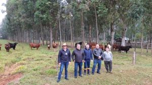 Estudo planeja medir estoque de carbono em áreas com sistema silvipastoril