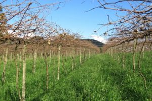 Frio favorece produção de frutas de clima temperado