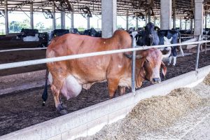Produção de carnes, ovos e leite aumentou segundo CNA