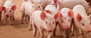 FAEP começa rodada de levantamento de custo de suínos e aves