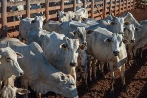 Confinamento de cabeças de gado deve aumentar 7,1% em 2025