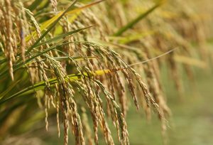 Cotações Agropecuárias:  Oferta restrita sustenta preços do arroz