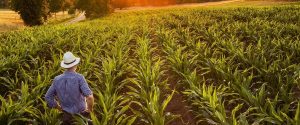 Proprietário rural já pode emitir CCIR 2025