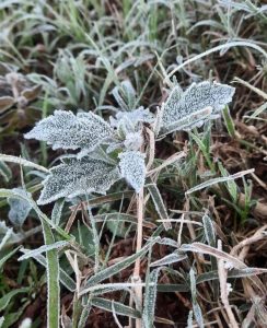 Geada acende alerta para perdas na safra de inverno