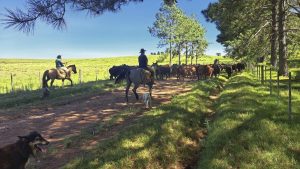 Projeto piloto testa formas de rastreabilidade bovina