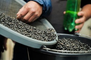 Agricultura Urbana inicia comercialização de feijão produzido em área ociosa