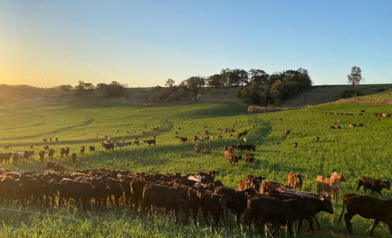 Japão realiza auditorias sanitárias de carnes bovina e suína