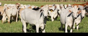 Rastreabilidade individual de bovinos e búfalos fortalece defesa sanitária