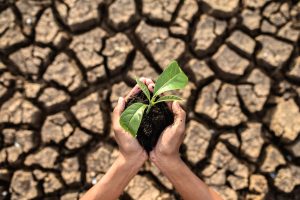 Eventos climáticos colocam 86% das lavouras do Brasil em perigo econômico