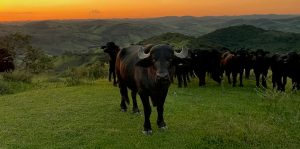 Aviso aos consumidores: Brasil tem 1º leite em pó de búfala