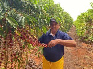 Polinização por abelhas eleva produtividade do café