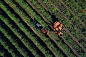 Colheita do café chega a 36% com preços animadores