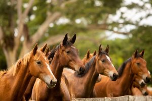Policiamento ganha reforço com doação de cavalos