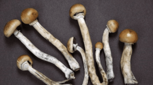 Polícia descobre cultivo e comercialização de cogumelos mágicos