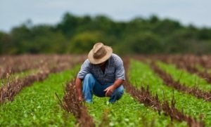 FAEP orienta produtores sobre prorrogação das parcelas de crédito rural