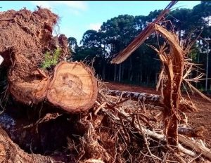 Polícia identifica destruição de 133 araucárias em propriedade rural