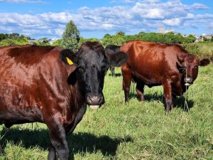 Descubra como o maior município de SC planeja impulsionar o futuro rural