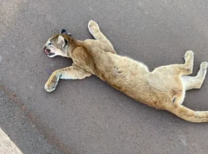 Onça-parda morre atropelada em rodovia