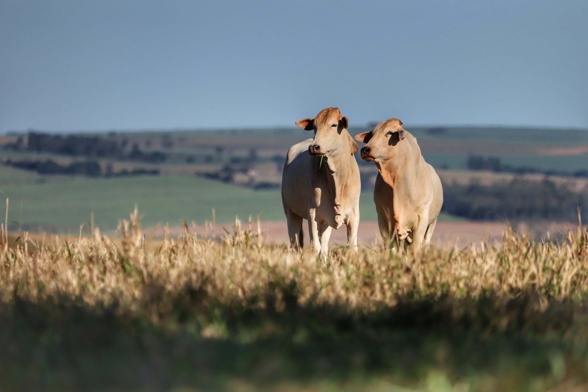 Adapar orienta sobre transporte de animais após certificação