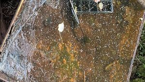 Neve granular cai na Serra Gaúcha