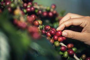 Em plena colheita, qualidade dos grãos de café pode piorar