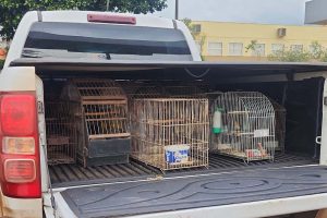 Operação apreende 57 aves em situação de maus-tratos