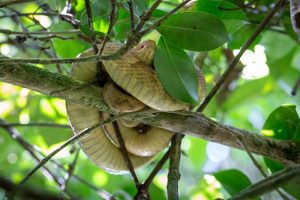 Ilha das Cobras: 55 jararacas por hectare