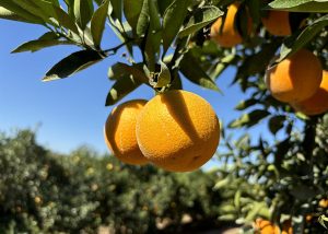 Embrapa lança novas variedades de laranja precoce e produtiva