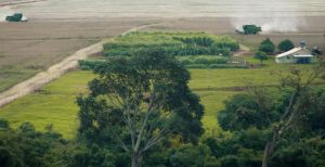 FAEP debate mudanças no licenciamento ambiental e nas regras de uso do fogo