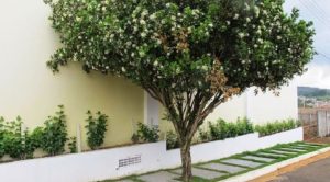 Vereadores proibem espécie de árvore em cidade do MS