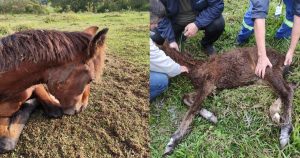 160 animais em situação de maus-tratos são resgatados em fazenda