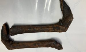 Patas de animais com suspeita de aftosa são barradas em mala misteriosa
