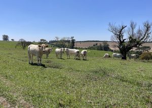 Como aumentar a produtividade da pecuária sem abrir novas áreas?