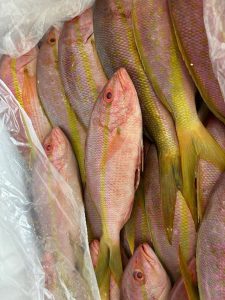 Ibama apreende pescado fresco no Aeroporto de Guarulhos