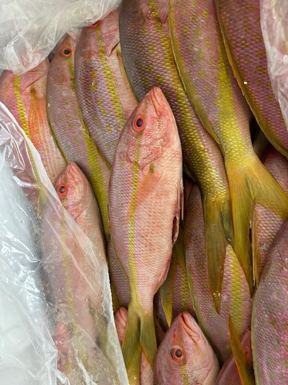 Ibama apreende pescado fresco no Aeroporto de Guarulhos