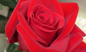 Carga com 60 toneladas de rosas chega no aeroporto