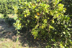 Medidas de contenção são reforçadas após detecção de greening no Vale do Ribeira