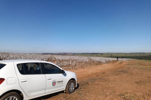 Agricultores paranaenses retomam produção de algodão