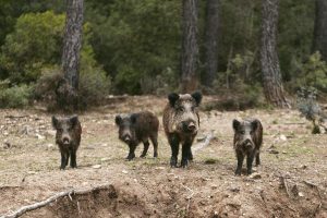 Javali é decretado ameaça e Estado estabelece regras para controle