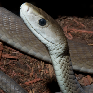 Homem que levou mais de 200 picadas de cobras pode mudar a medicina