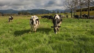 Forrageiras de inverno garantem alimentação para rebanho gaúcho