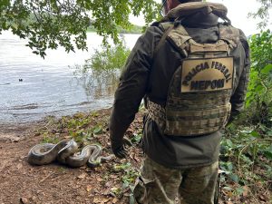 Operação conjunta captura e devolve cobra sucuri à natureza