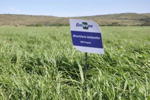 Novo bioinsumo promete recuperar pastagens