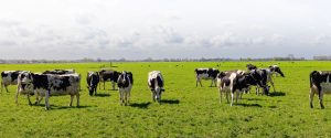 Paraná de olho no leite e no queijo de Minas