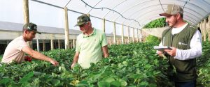 Pai e filho investem na produção de morango com auxílio da ATeG