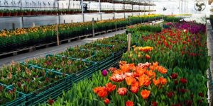 Estado oferta financiamento de estufas para produção de flores