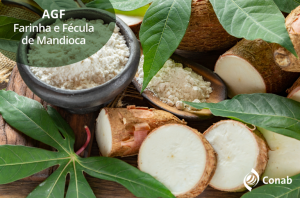 Produtores de mandioca poderão vender fécula e farinha da safra 2025 para o Governo Federal