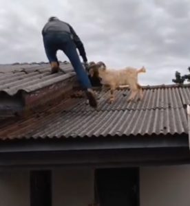 Família se surpreende com um bode no telhado de casa